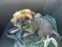 Reunited Female Dog last seen S. Heights, Crowley, TX 76036