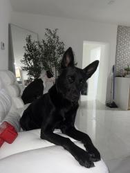 Reunited Male Dog last seen In miami fl near nw 79th st miami fl, Miami, FL 33150
