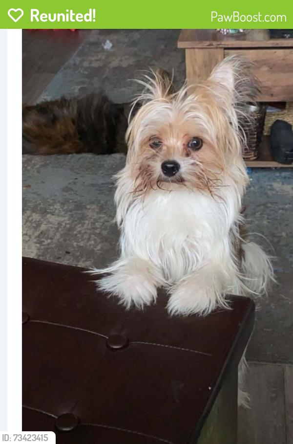 Reunited Male Dog last seen Golf link and Mohawk, Hamilton, ON 