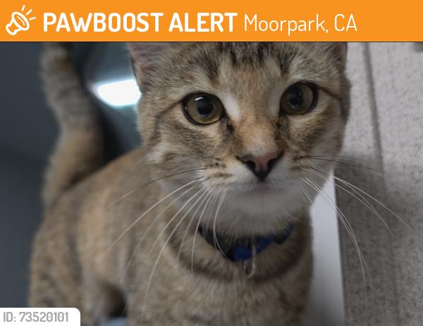Found/Stray Female Cat last seen Pointdexter And Moorpark Ave, Moorpark, CA 93021