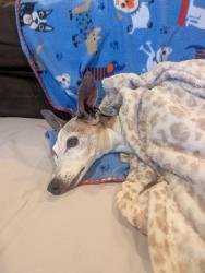 Reunited Male Dog last seen Near South and Redwood, 1175 West and 4505 South, Taylorsville, UT 84123