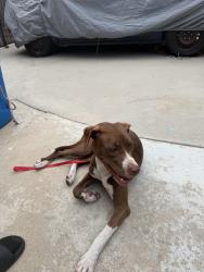 Found/Stray Female Dog last seen Rowley park, Gardena, CA 90247