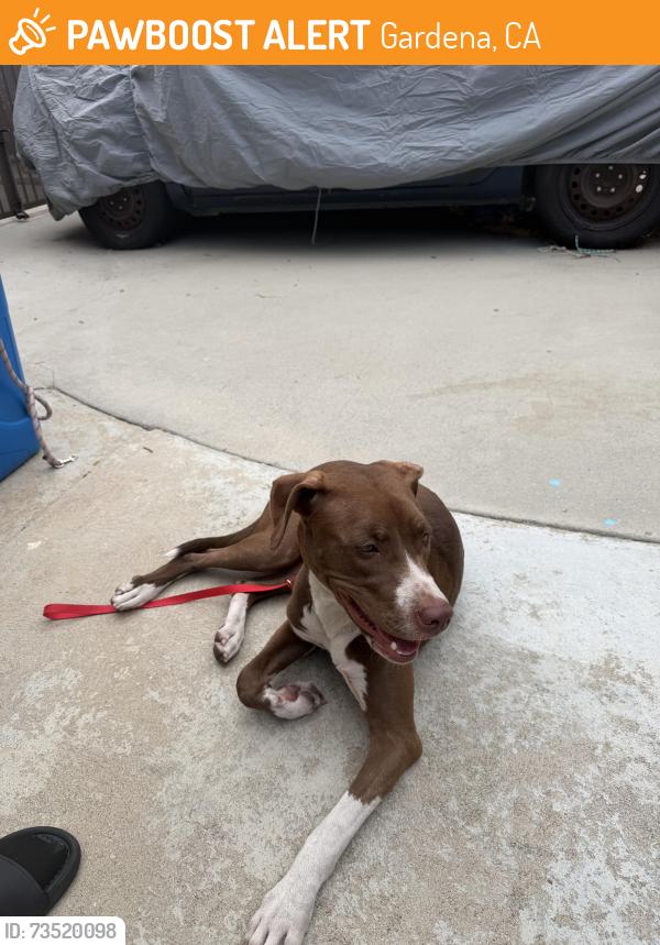 Found/Stray Female Dog last seen Rowley park, Gardena, CA 90247