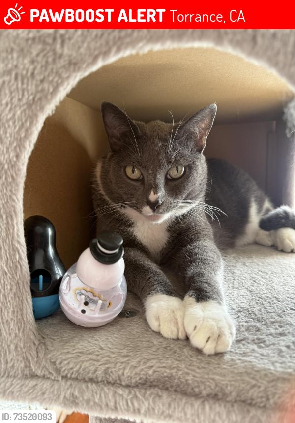 Lost Female Cat last seen Sepulveda and Reynolds, Torrance, CA 90505