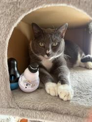 Lost Female Cat last seen Sepulveda and Reynolds, Torrance, CA 90505