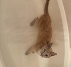 Reunited Male Cat last seen Near Phoenix Cir, Lincoln, CA 95648