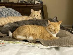 Reunited Female Cat last seen Turman drive and Blue Moon Court, Fort Collins, CO 80525