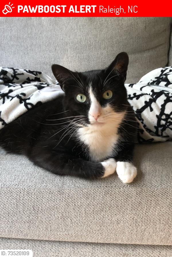 Lost Female Cat last seen Glascock/brookside, Raleigh, NC 27604