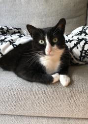 Lost Female Cat last seen Glascock/brookside, Raleigh, NC 27604