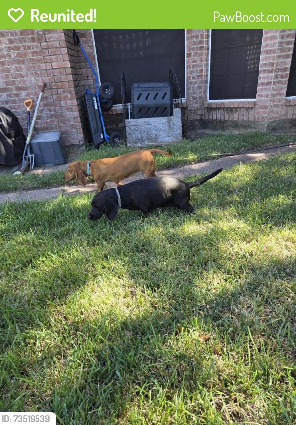 Reunited Female Dog last seen Truesdale/ Cumberland, Missouri City, TX 77459