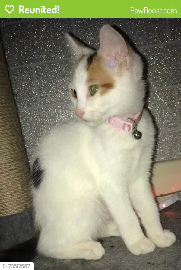 Reunited Female Cat last seen Marston Green, Marston Green, England 