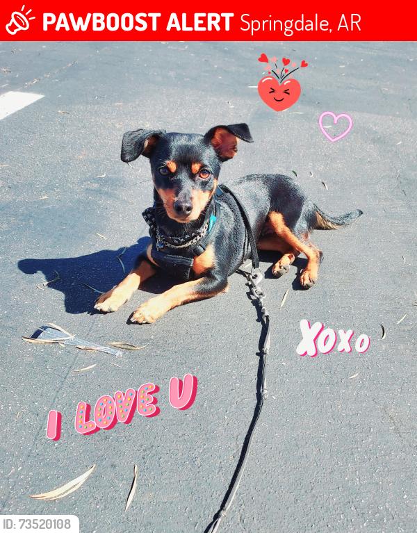 Lost Female Dog last seen Springdale and westminster blvd, Springdale, AR 72764