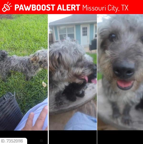 Lost Male Dog last seen Near morning meadow, Missouri City, TX 77489
