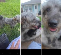 Lost Male Dog last seen Near morning meadow, Missouri City, TX 77489