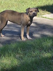 Found/Stray Unknown Dog last seen 15th street, Gulfport, MS 39501