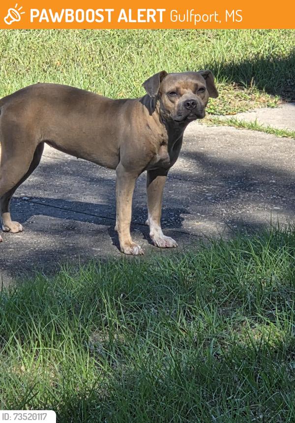 Found/Stray Unknown Dog last seen 15th street, Gulfport, MS 39501