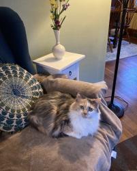 Lost Female Cat last seen Garden street bowl, Kennebunk, ME 04043