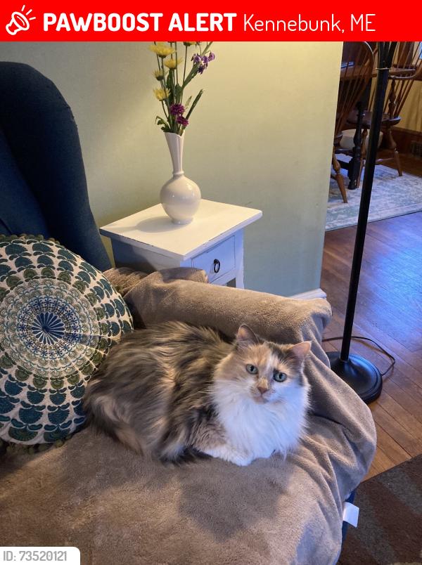 Lost Female Cat last seen Garden street bowl, Kennebunk, ME 04043