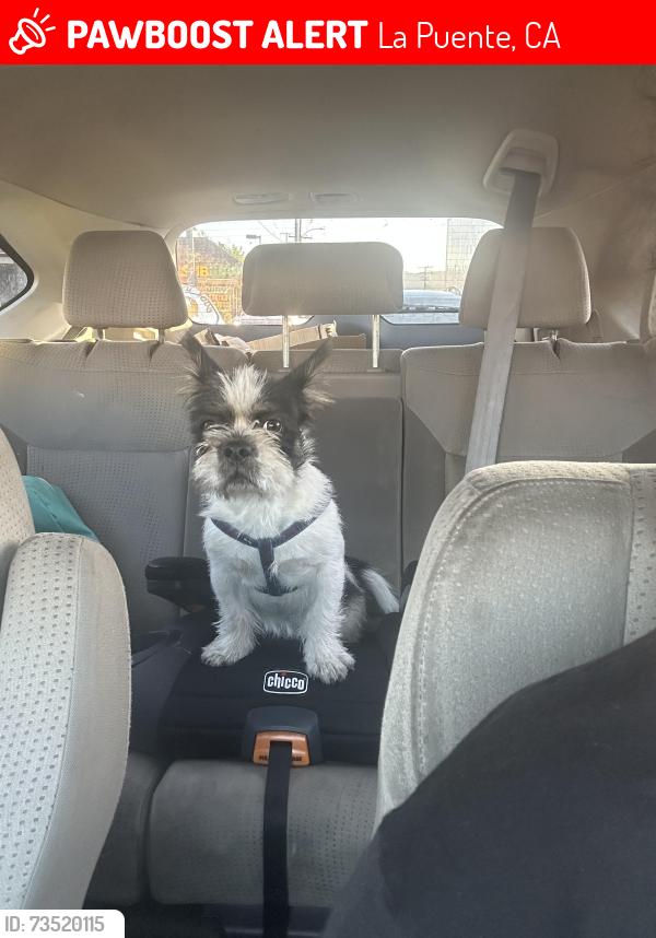 Lost Male Dog last seen Harvest moon st, La Puente, CA 91744