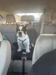 Lost Male Dog last seen Harvest moon st, La Puente, CA 91744