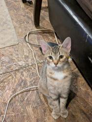 Reunited Female Cat last seen Old state rt 32 Summitt rd, Batavia, OH 45103