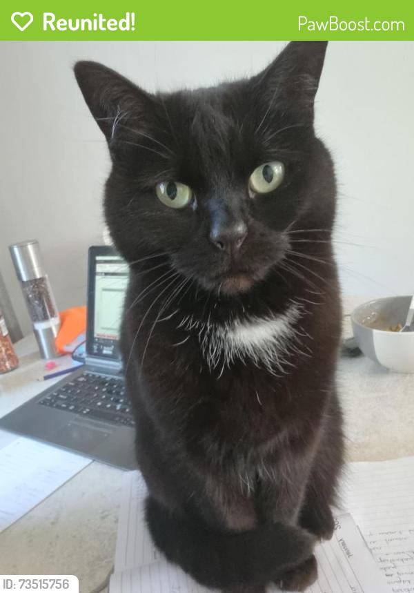 Reunited Female Cat last seen Edale Road/Cromford Avenue side of the est, Stretford, England M32 9RR