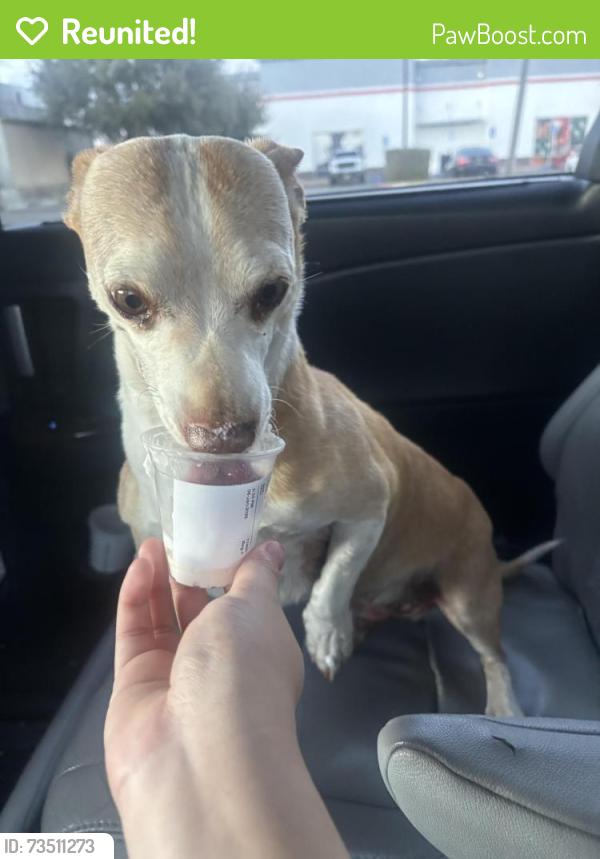 Reunited Male Dog last seen Maple street, Hesperia, CA 92344
