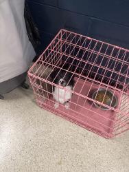 Found/Stray Unknown Dog last seen Soundview park, The Bronx, NY 10473
