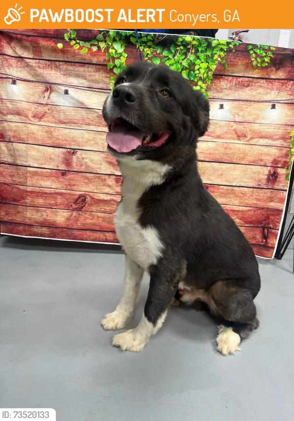 Found/Stray Male Dog last seen Located at Rockdale County Animal Service, 1506 Rockbridge Road, Conyers, GA 30012, Conyers, GA 30012