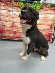 Found/Stray Male Dog last seen Located at Rockdale County Animal Service, 1506 Rockbridge Road, Conyers, GA 30012, Conyers, GA 30012