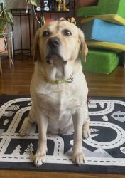 Reunited Female Dog last seen Mlk ave se, Washington, DC 20020