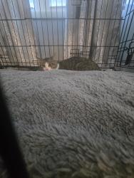 Found/Stray Unknown Cat last seen Not sure, Kellyville, OK 74039