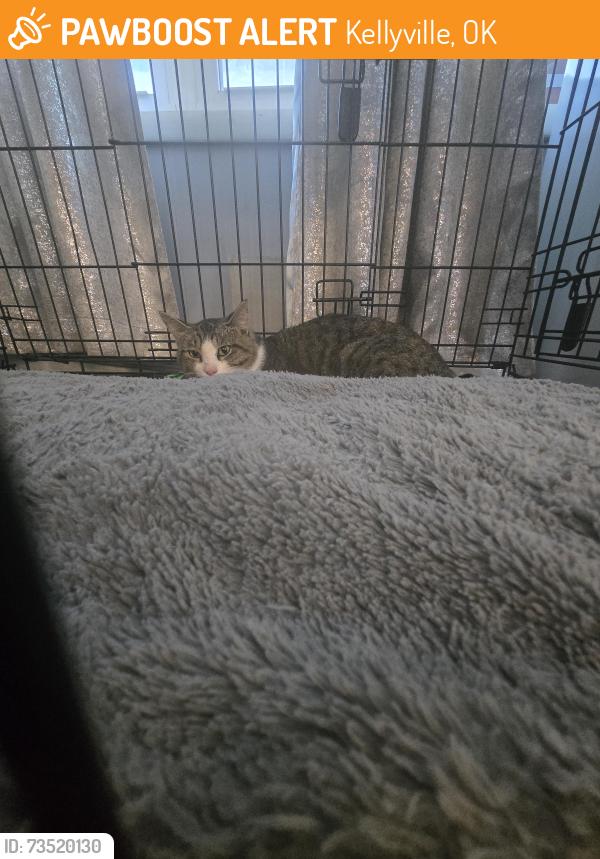 Found/Stray Unknown Cat last seen Not sure, Kellyville, OK 74039