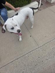 Found/Stray Male Dog last seen 43rd ave and dunlap, Glendale, AZ 85302