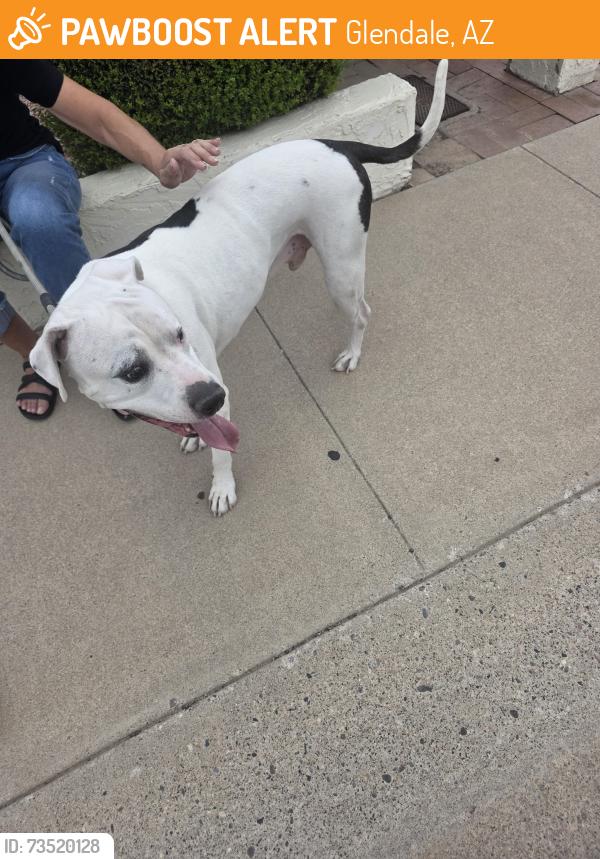 Found/Stray Male Dog last seen 43rd ave and dunlap, Glendale, AZ 85302