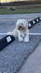 Found/Stray Male Dog last seen melrose lane, or Melrose Park, Oklahoma City, OK 73127