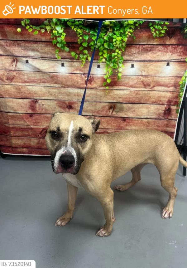 Found/Stray Female Dog last seen Located at Rockdale County Animal Service, 1506 Rockbridge Road, Conyers, GA 30012, Conyers, GA 30012