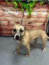 Found/Stray Female Dog last seen Located at Rockdale County Animal Service, 1506 Rockbridge Road, Conyers, GA 30012, Conyers, GA 30012