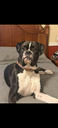 Reunited Male Dog last seen Pinecrest Drive, Floyd County, GA 30165