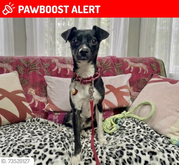 Lost Female Dog last seen 137th Ave SE and 80th St SE Snohomish, Snohomish County, WA 98290