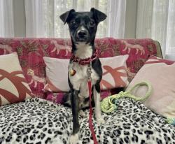 Lost Female Dog last seen 137th Ave SE and 80th St SE Snohomish, Snohomish County, WA 98290