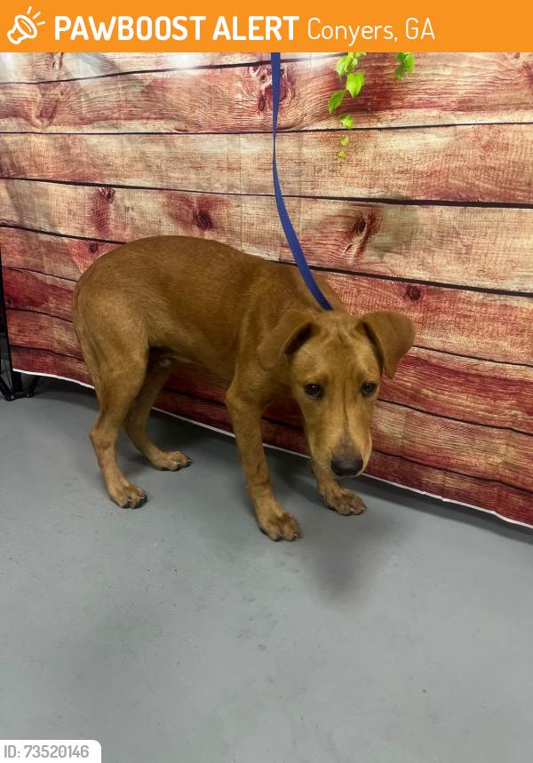 Found/Stray Male Dog last seen Located at Rockdale County Animal Service, 1506 Rockbridge Road, Conyers, GA 30012, Conyers, GA 30012