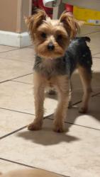 Reunited Male Dog last seen Silver Fox, Albuquerque, NM 87105