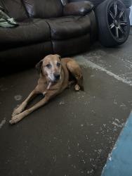 Reunited Female Dog last seen Across Easley mill, Easley, SC 29640