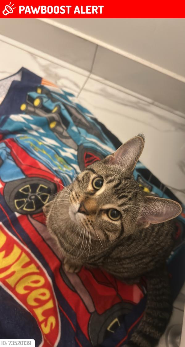 Lost Male Cat last seen Near Oneida Cresent, Richmond Hill, ON L4B 0H5