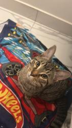 Lost Male Cat last seen Near Oneida Cresent, Richmond Hill, ON L4B 0H5