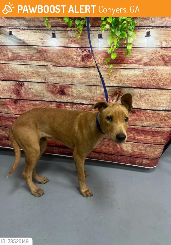 Found/Stray Female Dog last seen Located at Rockdale County Animal Service, 1506 Rockbridge Road, Conyers, GA 30012, Conyers, GA 30012