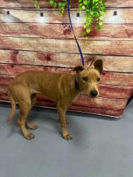 Found/Stray Female Dog last seen Located at Rockdale County Animal Service, 1506 Rockbridge Road, Conyers, GA 30012, Conyers, GA 30012