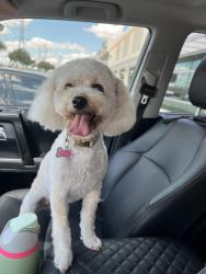 Reunited Female Dog last seen Jast and Barklea, Houston, TX 77429