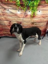 Found/Stray Male Dog last seen Located at Rockdale County Animal Service, 1506 Rockbridge Road, Conyers, GA 30012, Conyers, GA 30012